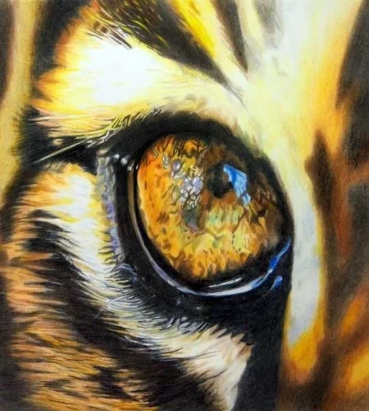 Eye of the tiger Eye of the tiger
