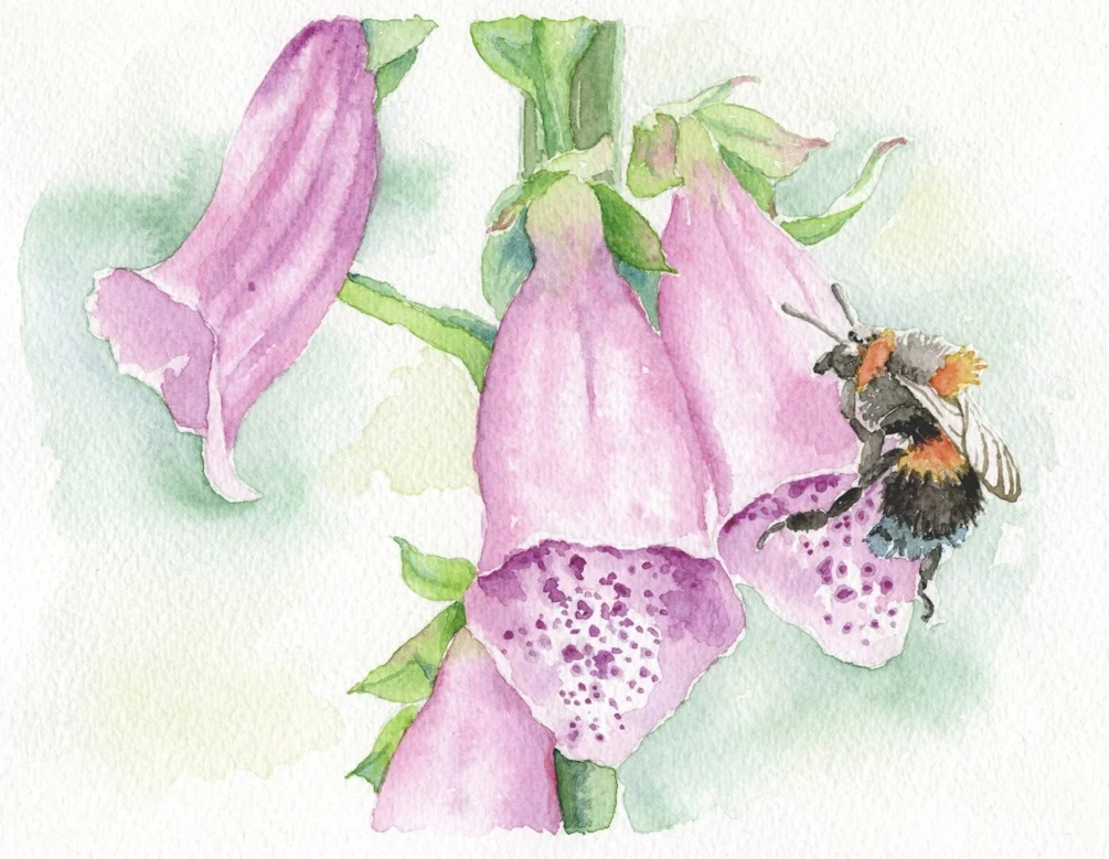 Foxgloves with bee Foxgloves with bee