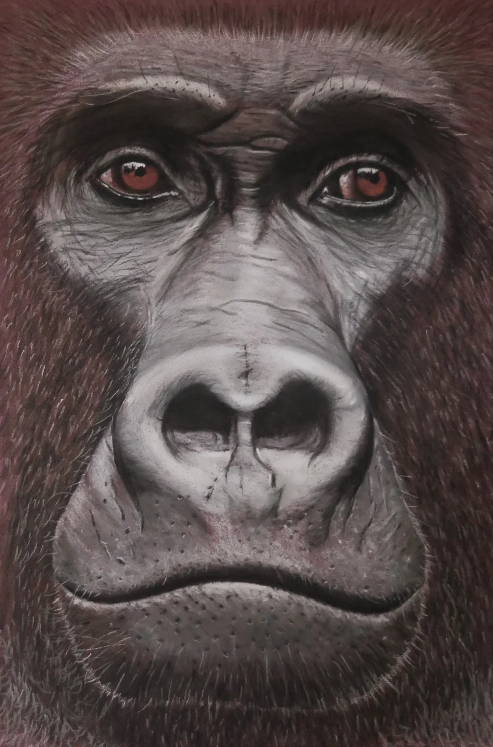 gorilla gorilla