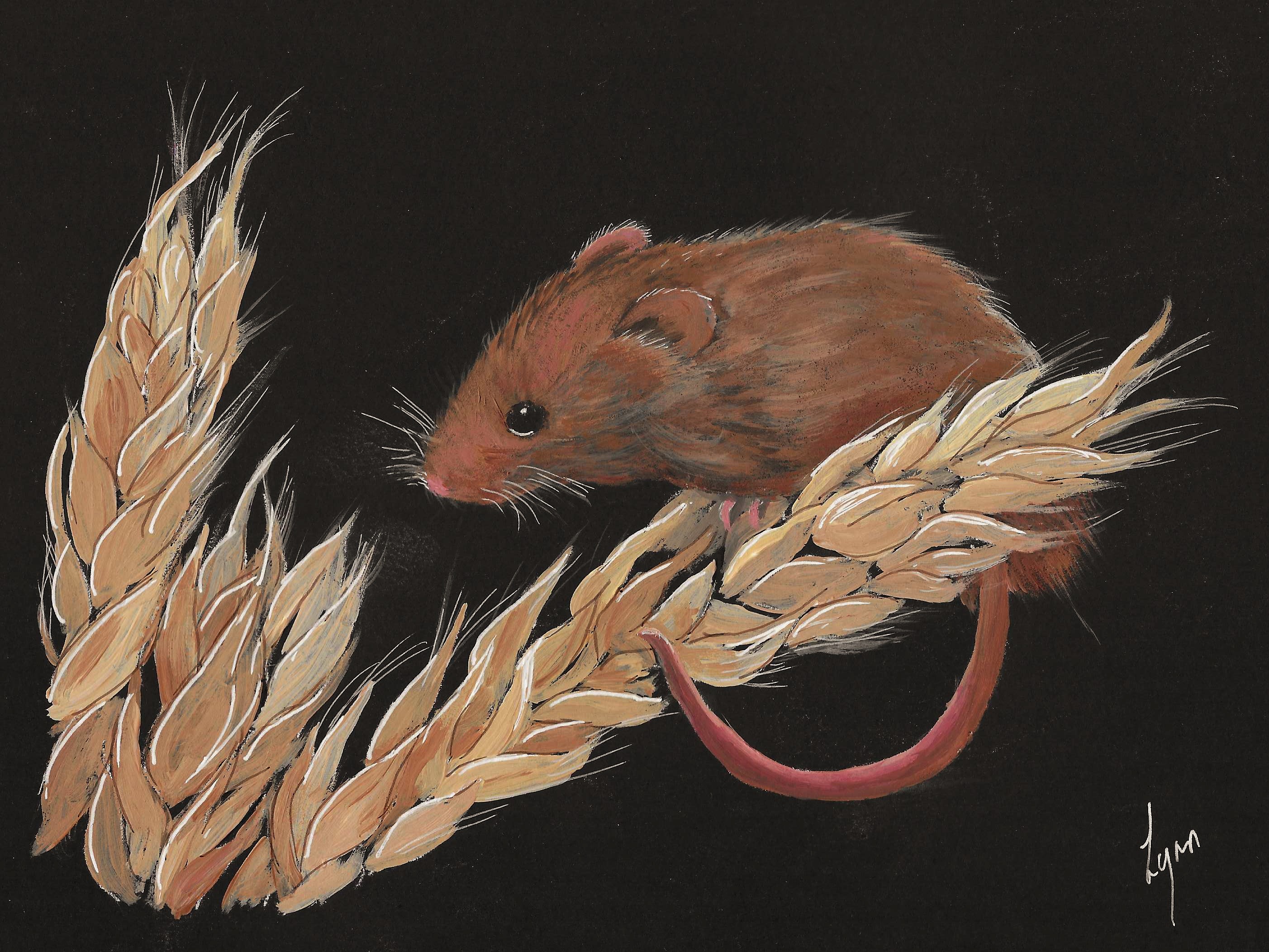 harvest mouse