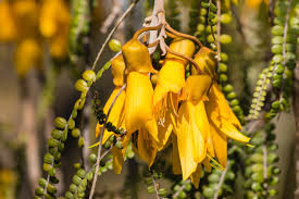 kowhai