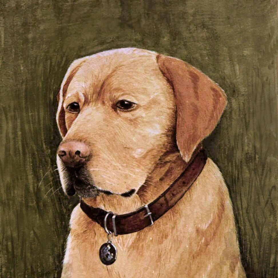 labrador