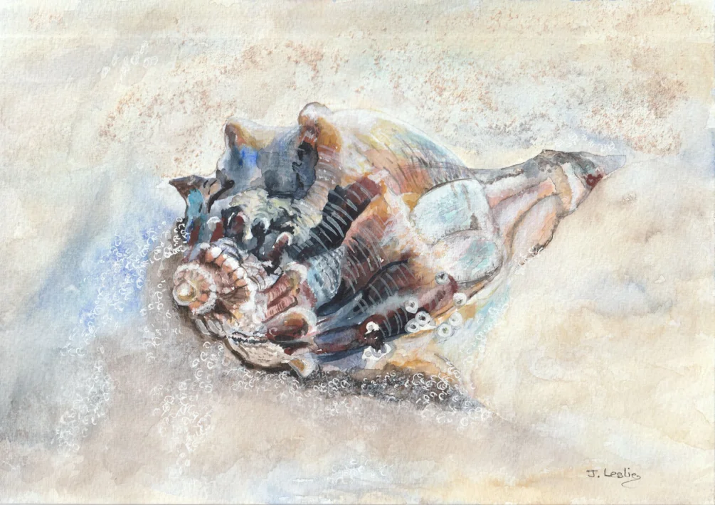 shell shell