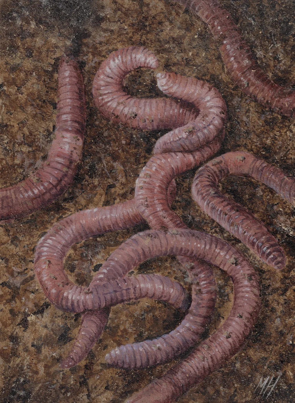 worms worms