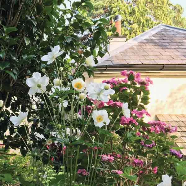 Garden reference photo