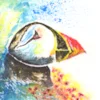 Atlantic Puffin min Atlantic Puffin min