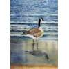 Canada goose image only 2 Canada goose image only 2