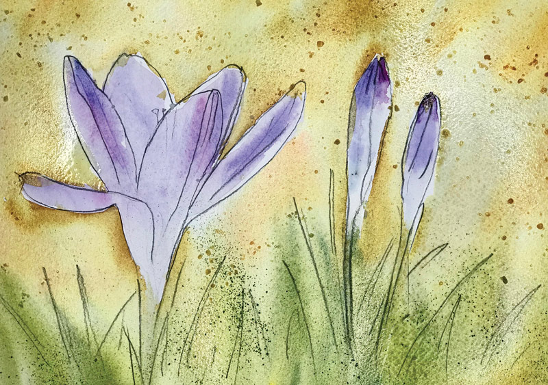 How to paint crocus in watercolour