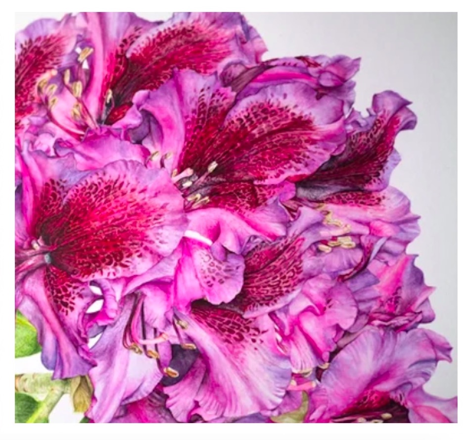 Sue McHugh Rhododendron square