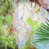 TROPICAL FOREST_edited-1 TROPICAL FOREST_edited-1