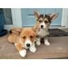 Taffy and Prince Taffy and Prince