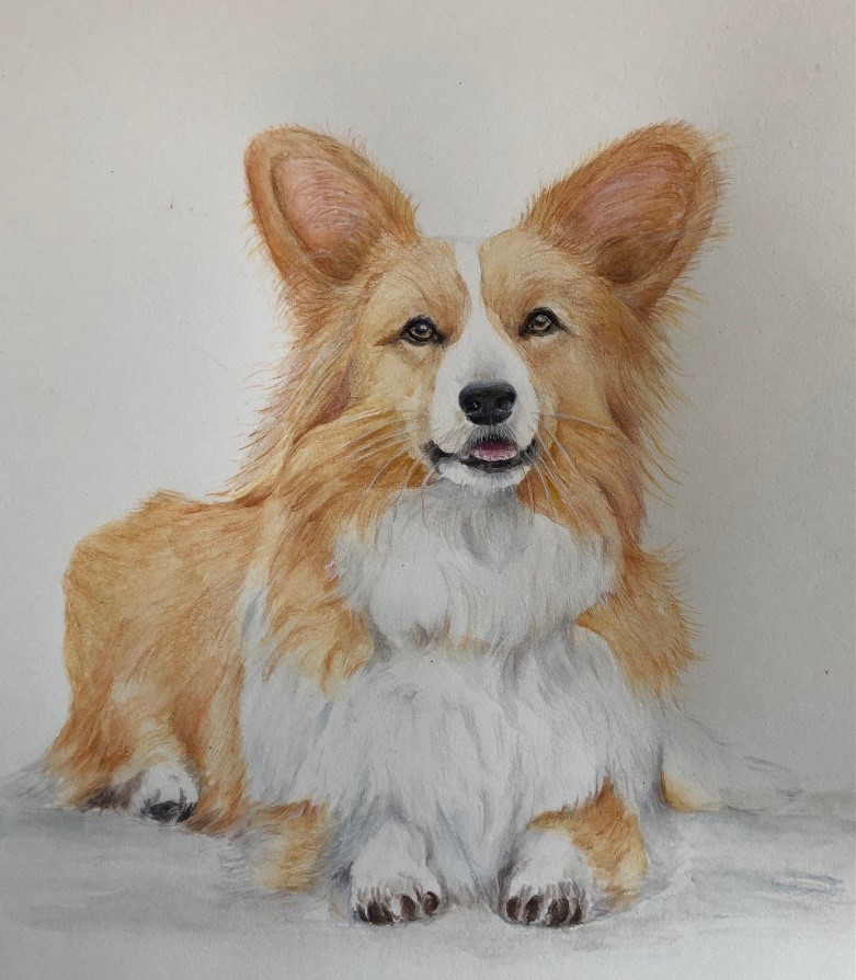 corgi4