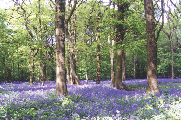 Melanie Cambridge reference image