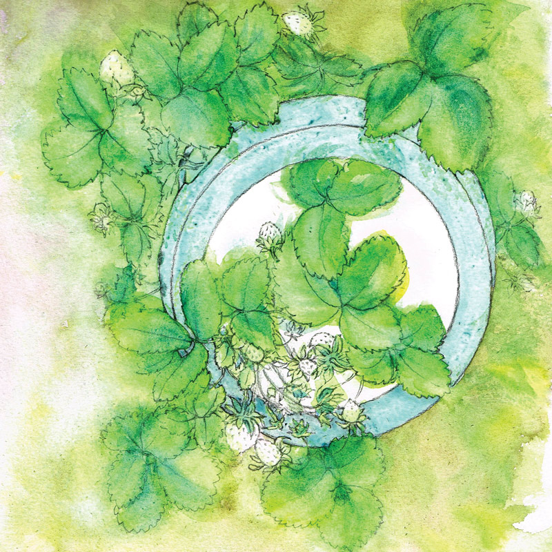 How to paint strawberries in watercolour