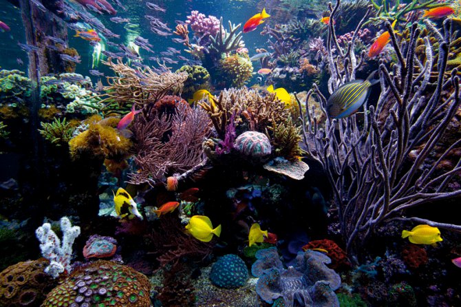 David Saxby's ultimate reef tank! - Practical Fishkeeping