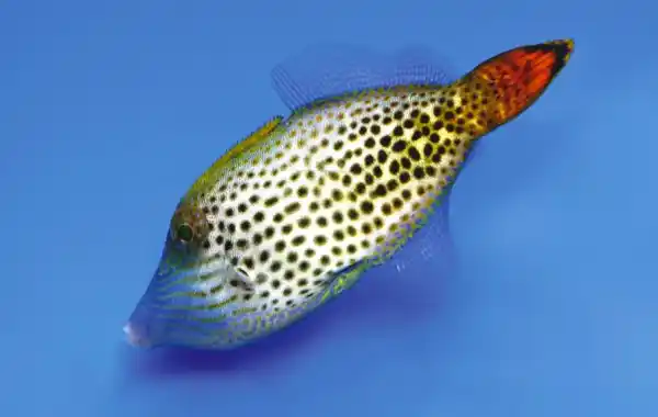 The Hawaiian filefish - Practical Fishkeeping