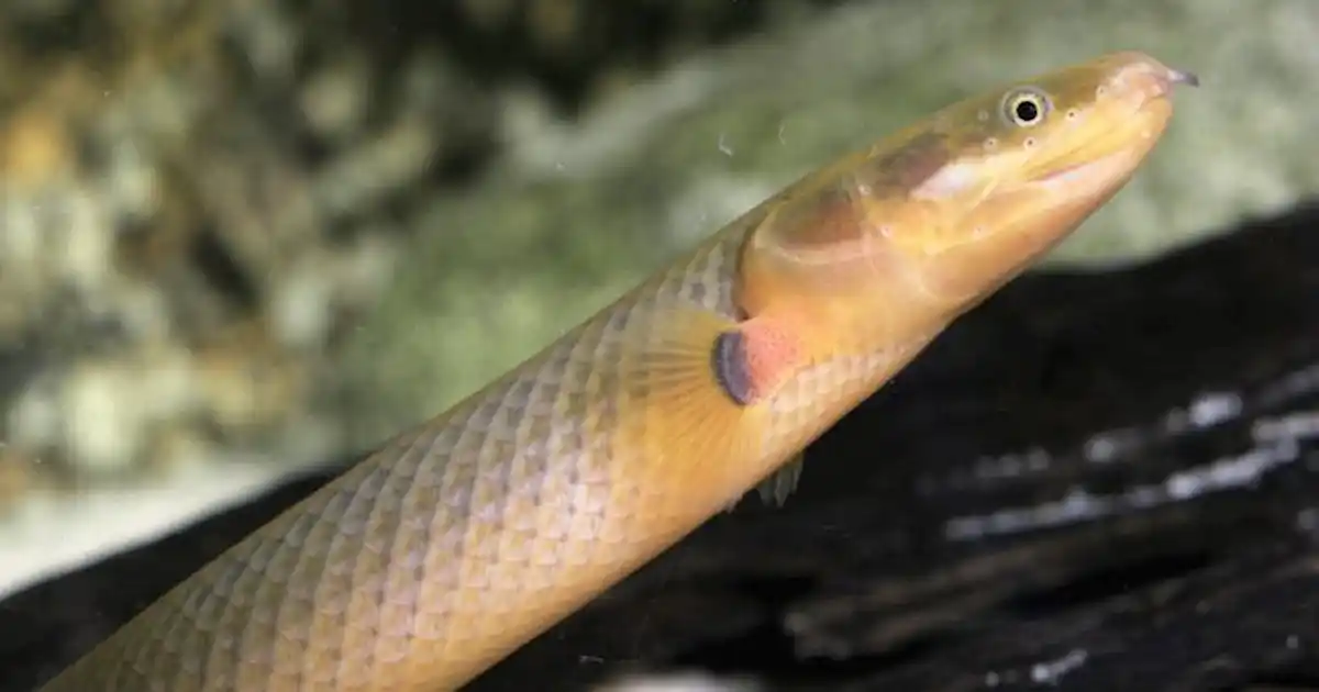 A breeding first: The Reedfish - Practical Fishkeeping