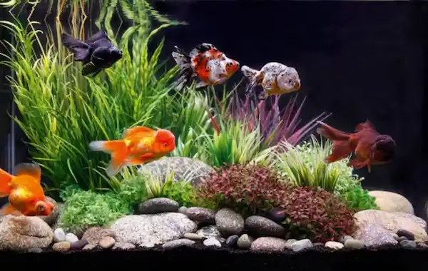 Safety rules and sizing for goldfish decor