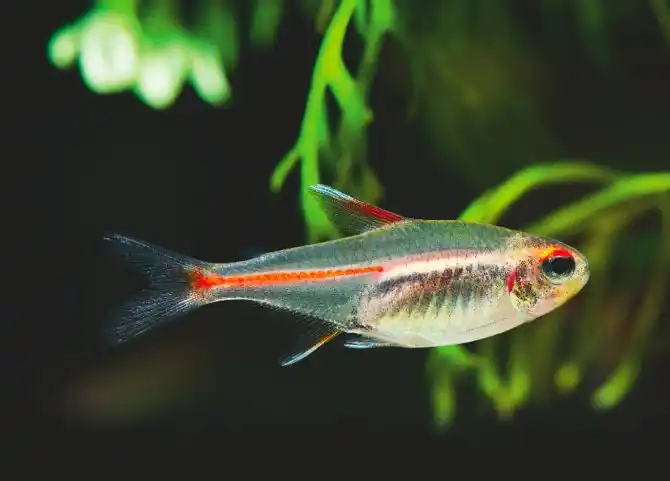 Glowlight Tetra 