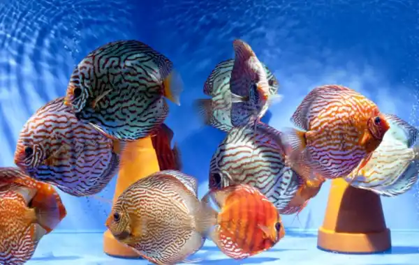 Discus: The whole truth and nothing but... - Practical Fishkeeping