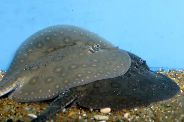 Stingray bilan jinsiy aloqa