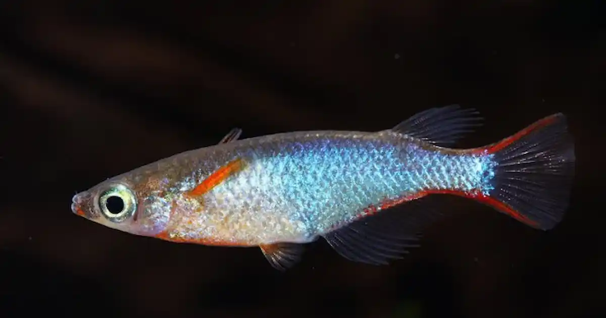 Stunning ricefish described from Indonesian island - Practical Fishkeeping