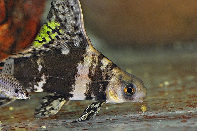petsmart live fish sale