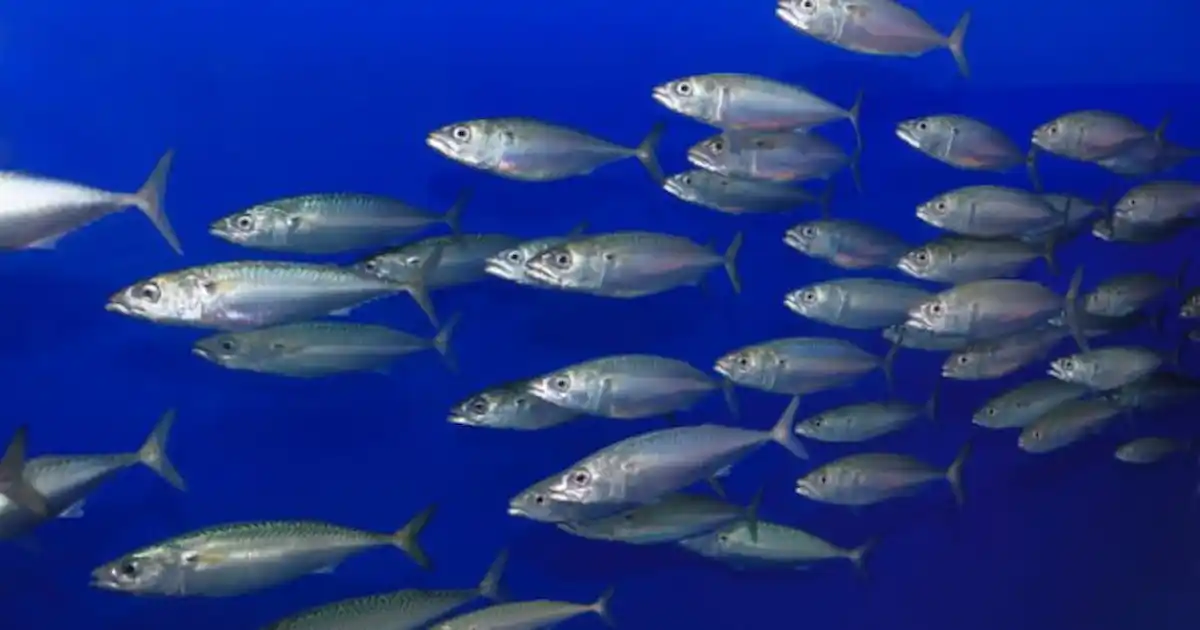 Small fish are important too! - Practical Fishkeeping