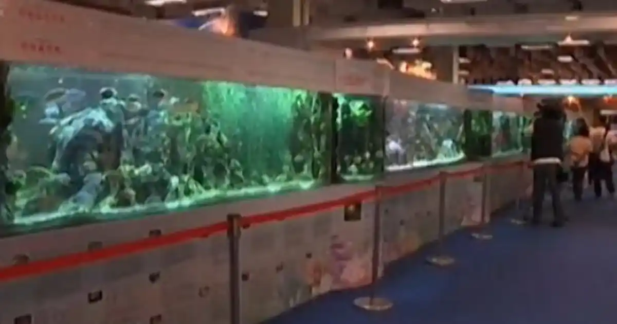 The world's longest fish tank - Practical Fishkeeping