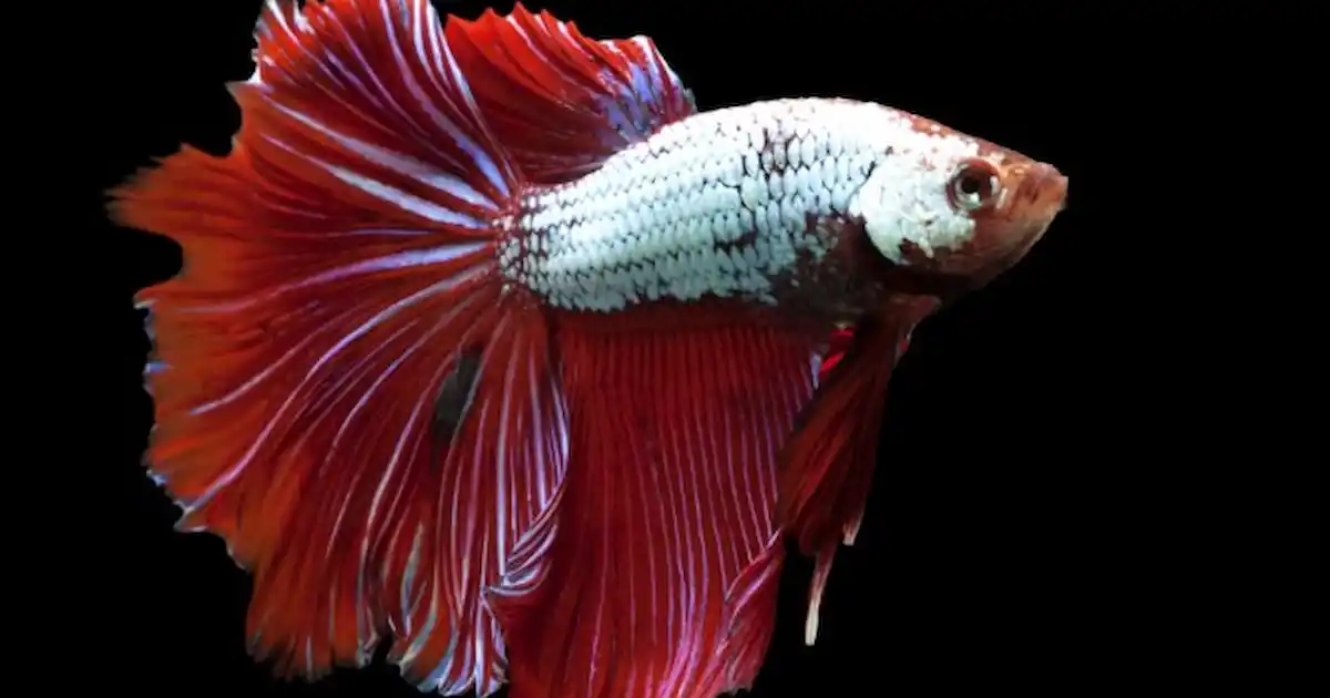 Guidelines released for keeping Fighters - Practical Fishkeeping