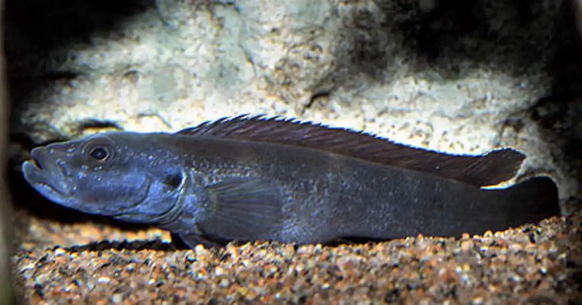 Intense river rapids lead to new species - Practical Fishkeeping