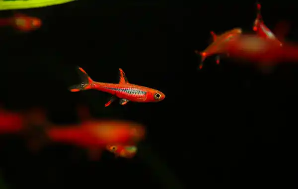 Top 10 small fish for nano aquariums - Practical Fishkeeping