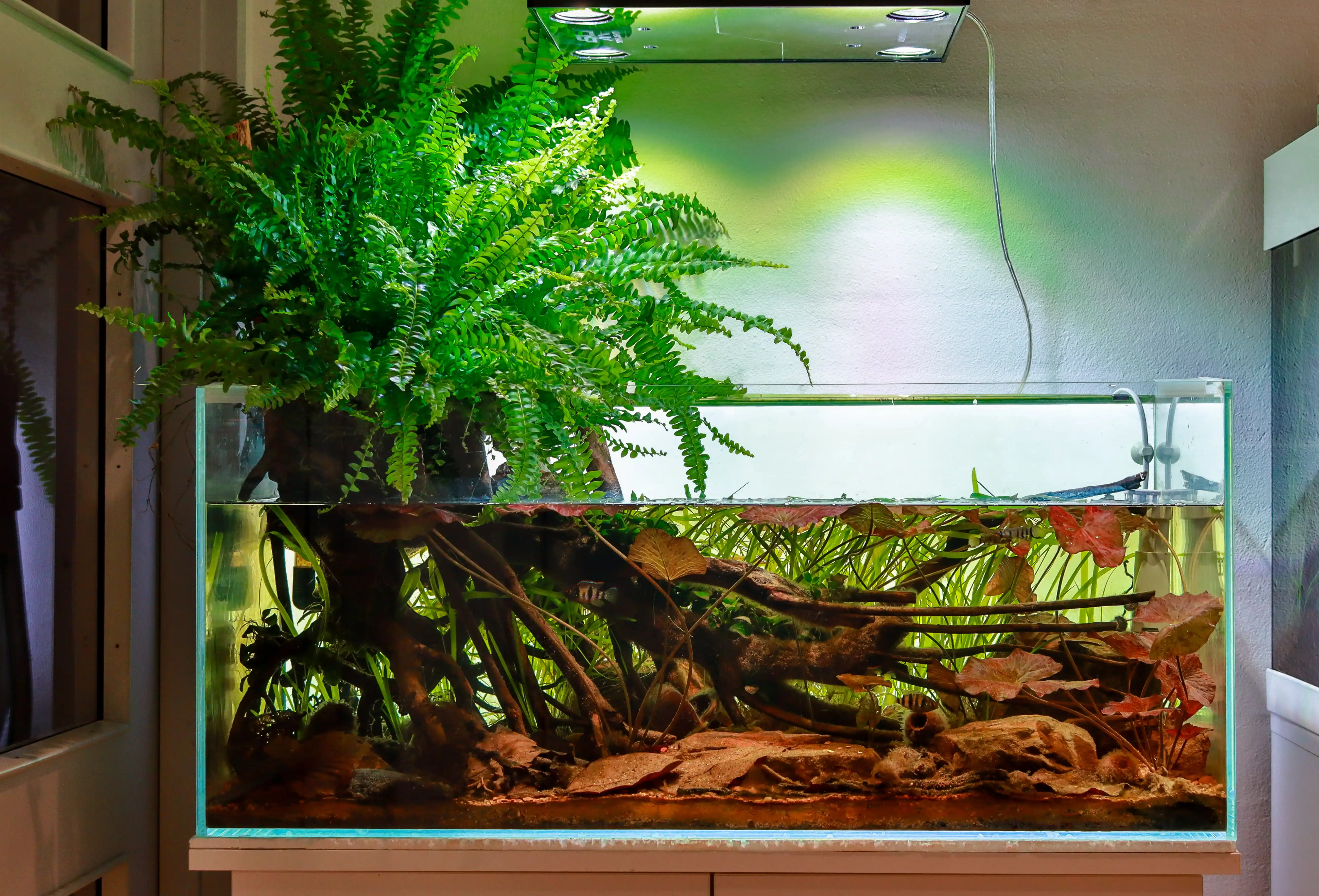 Choosing the right plants for your tank