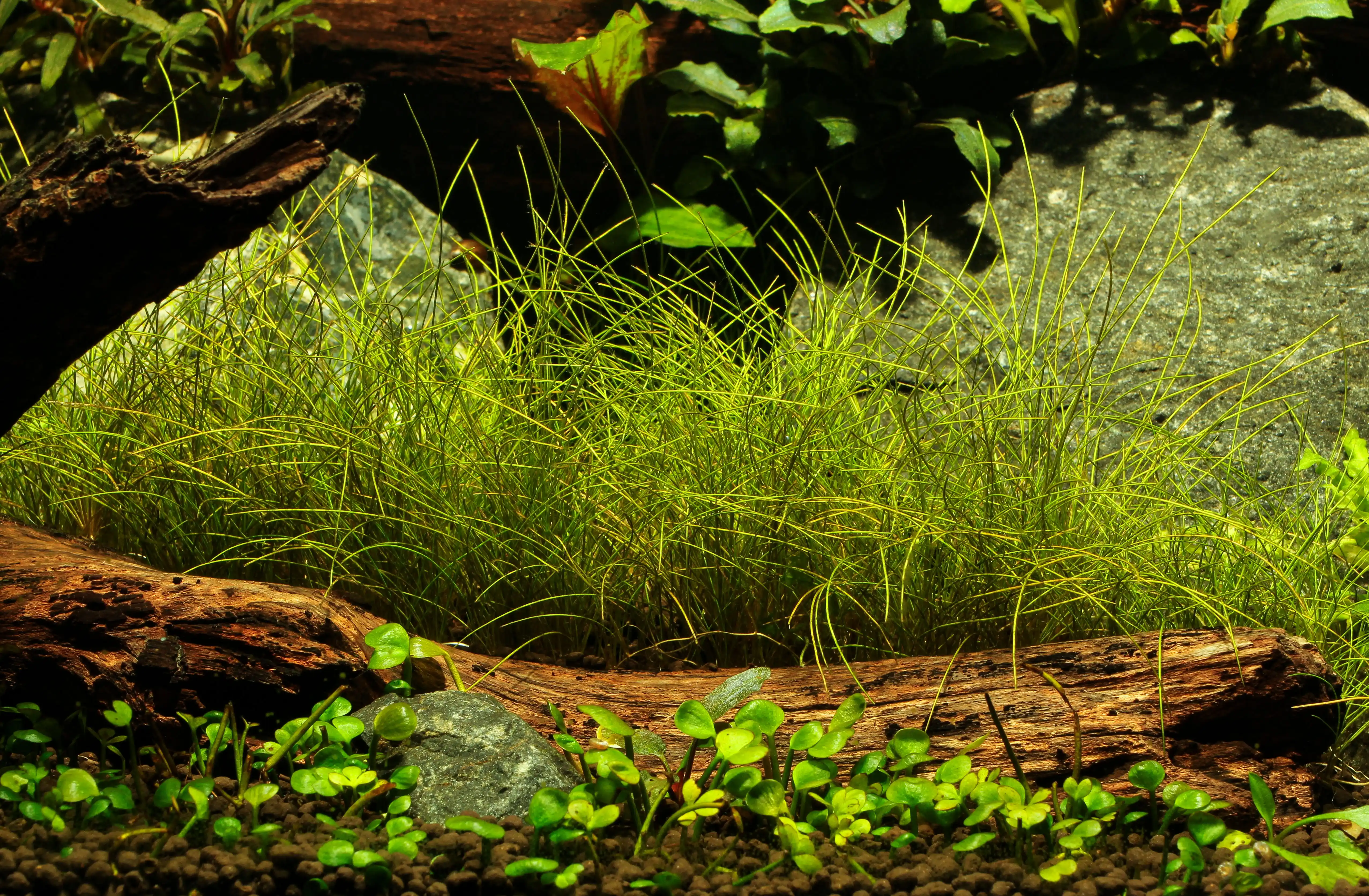 Aquascaping for Dwarf Species: Ultimate Guide to Stunning Mini Tanks