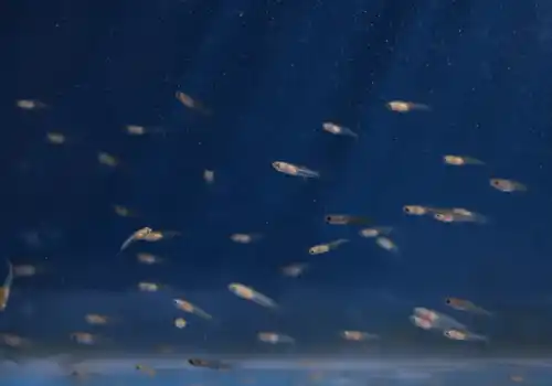 Do fish have a three second memory? - Practical Fishkeeping