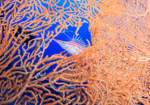 Discus Color Pattern Guide: Ultimate Tips to Identify Stunning Varieties