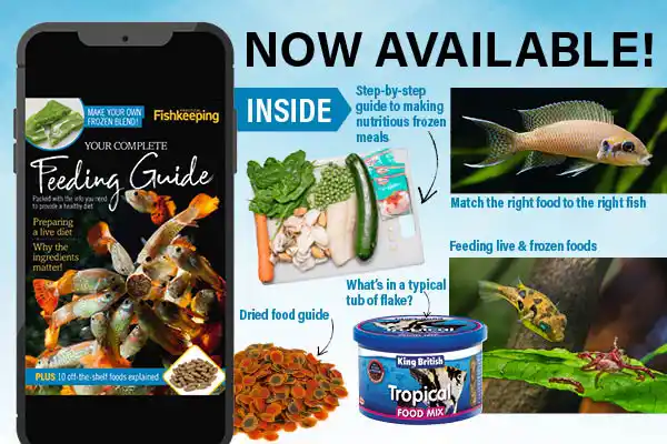 Personal Lessons From the Fish Room