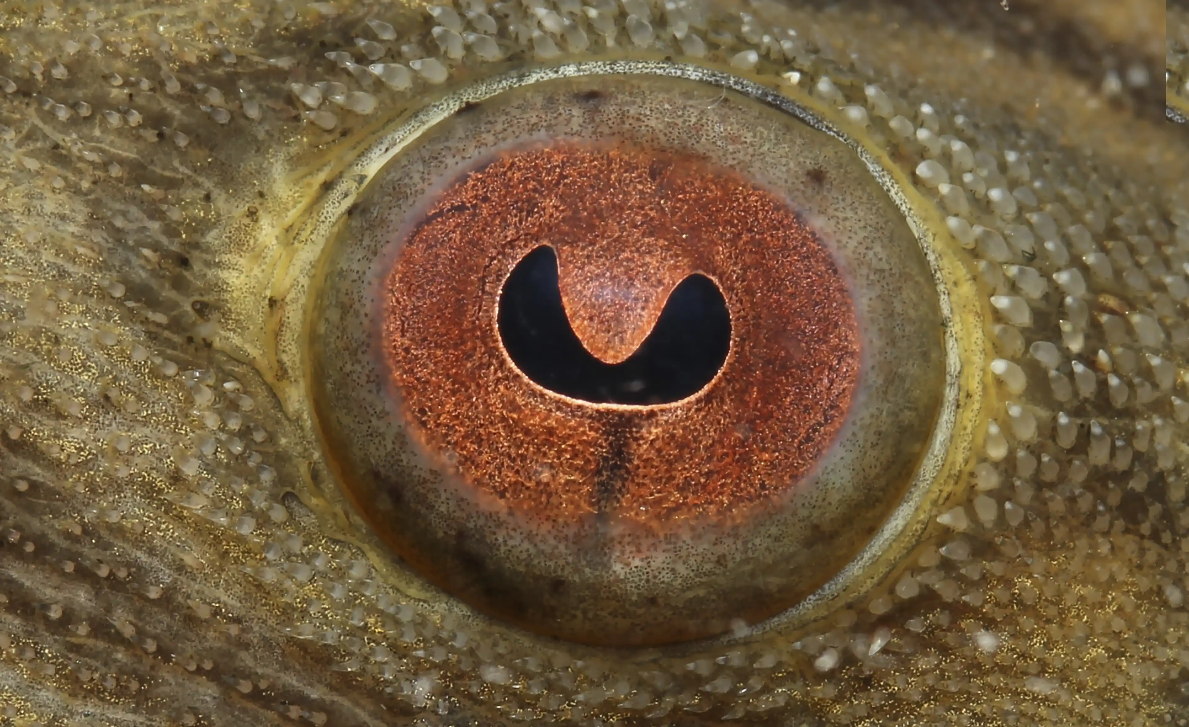 The brightest pupils Practical Fishkeeping