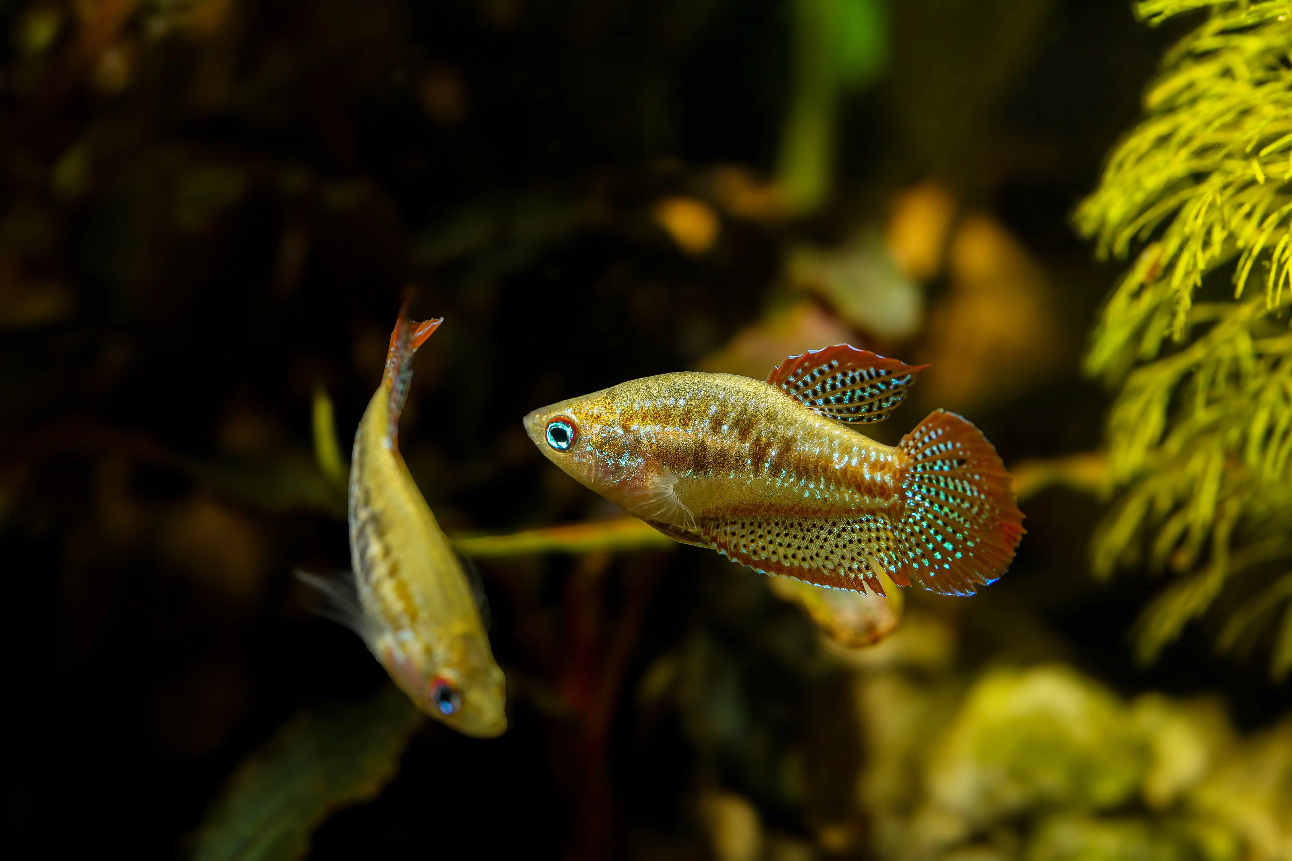 Sparkling Gourami 