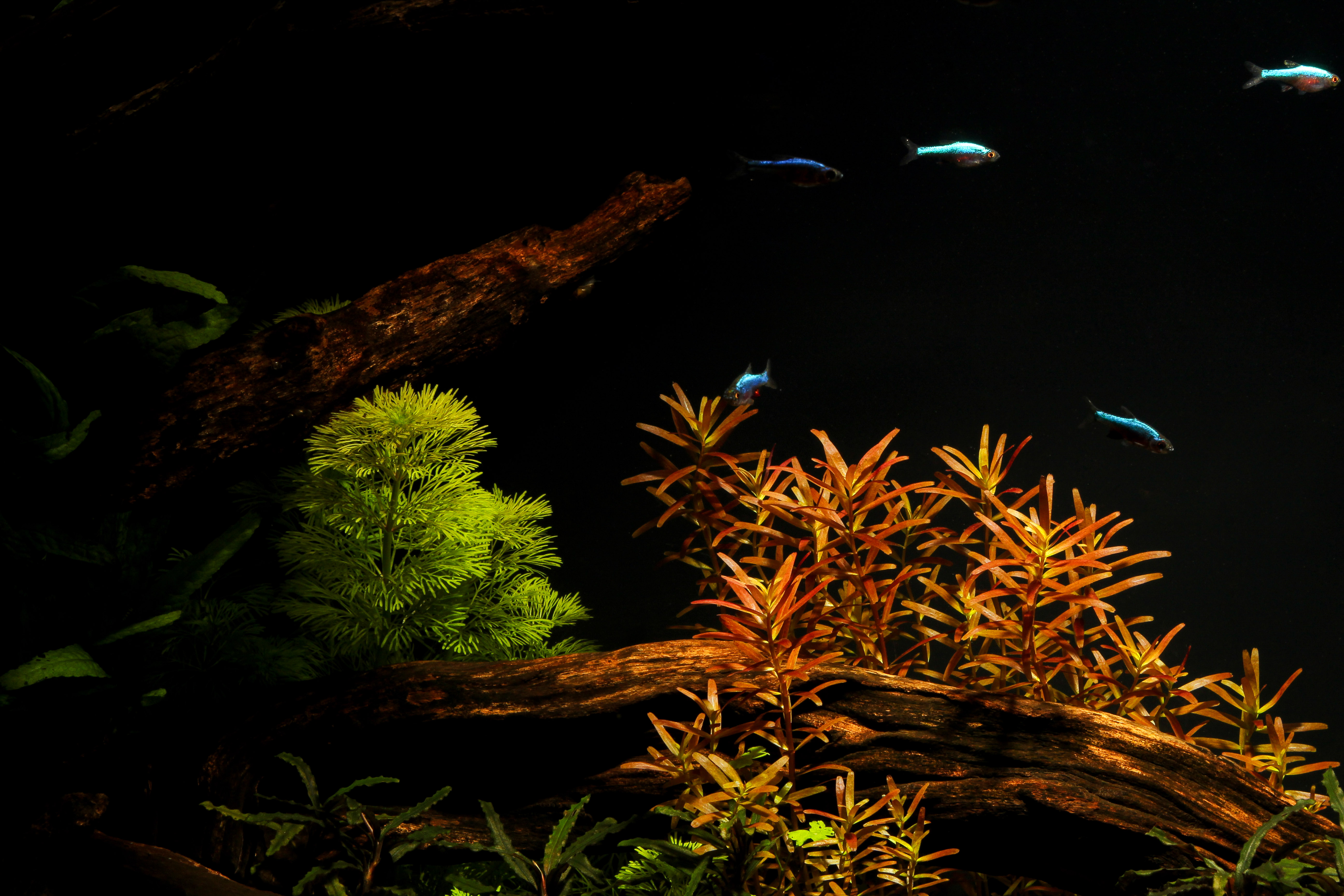 Review: Kessil A350w Tuna Blue LED light - Practical Fishkeeping