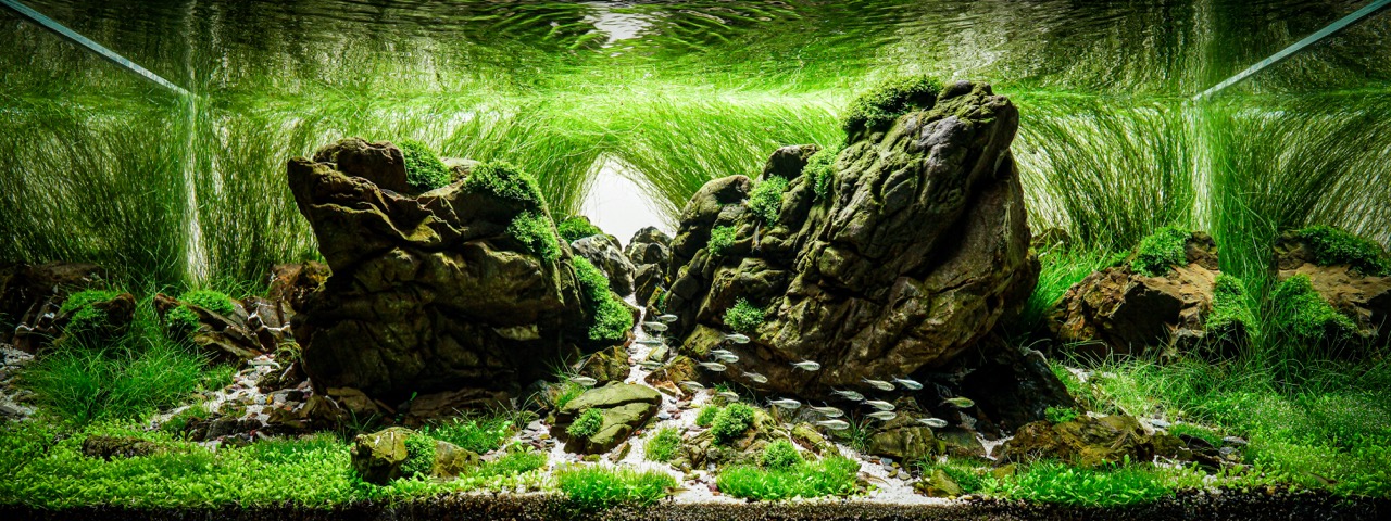 Maxspect Mazarra P system lighting review - Practical