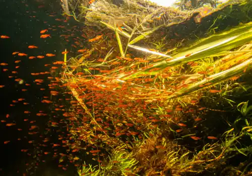 Do fish have a three second memory? - Practical Fishkeeping