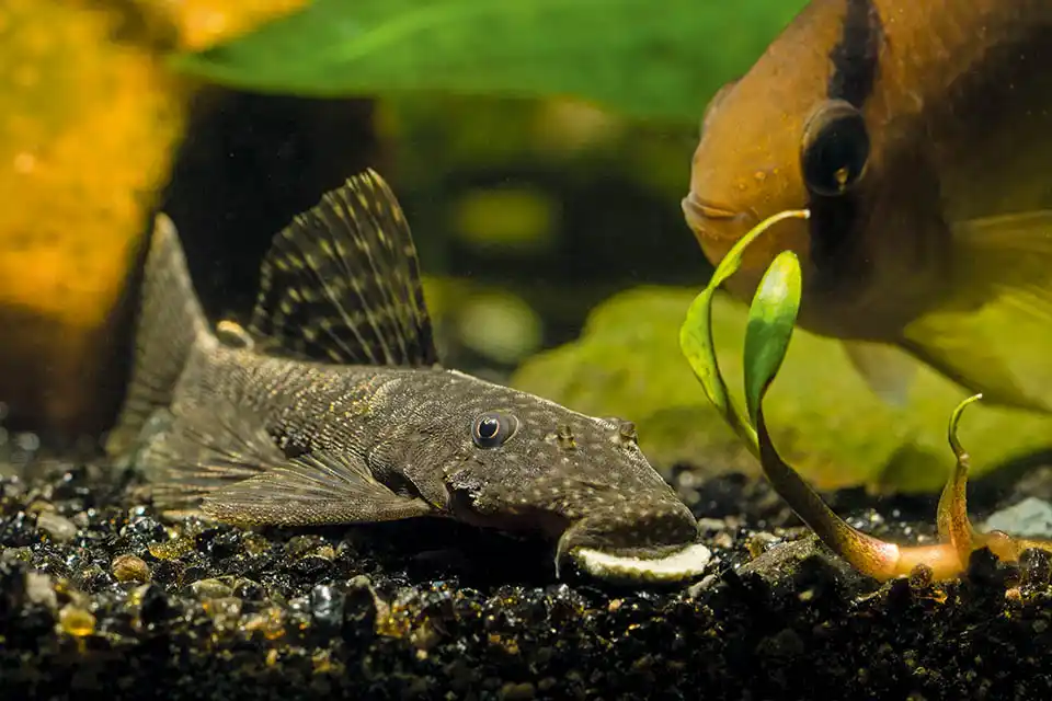 Diet myths, water quality, and safety