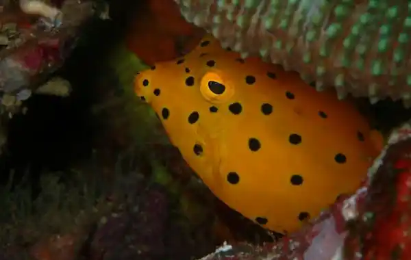 Is a yellow boxfish worth it? - Practical Fishkeeping