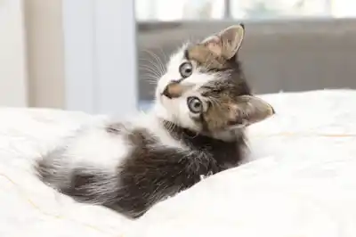 Healthy kitten Healthy kitten