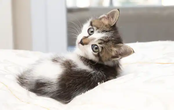 Healthy kitten Healthy kitten
