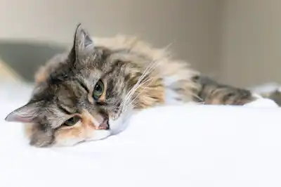 can-cats-get-cancer can-cats-get-cancer