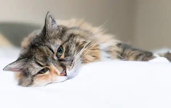 can-cats-get-cancer can-cats-get-cancer