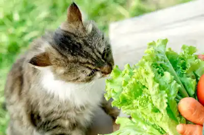 can-i-feed-my-cat-a-vegan-diet can-i-feed-my-cat-a-vegan-diet