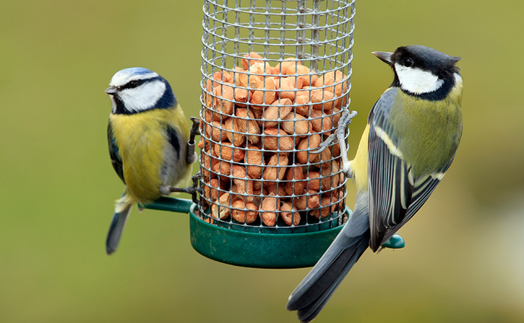 can-i-still-help-wild-birds-if-i-have-a-cat